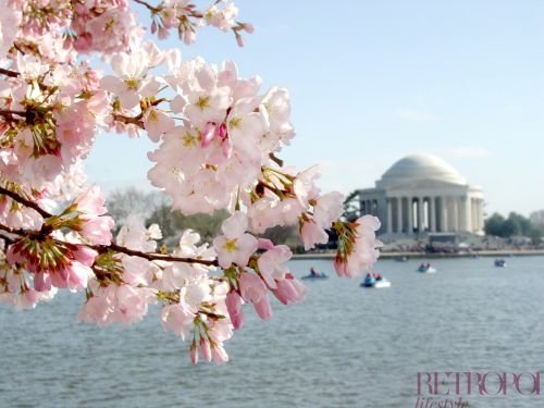 cherry blossom