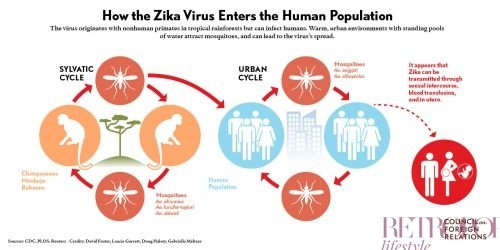 zika virus