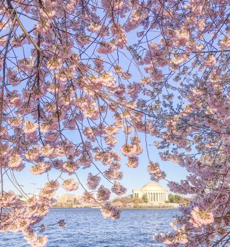 5 Things to do this Spring in Washington, DC - Retropoplifestyle